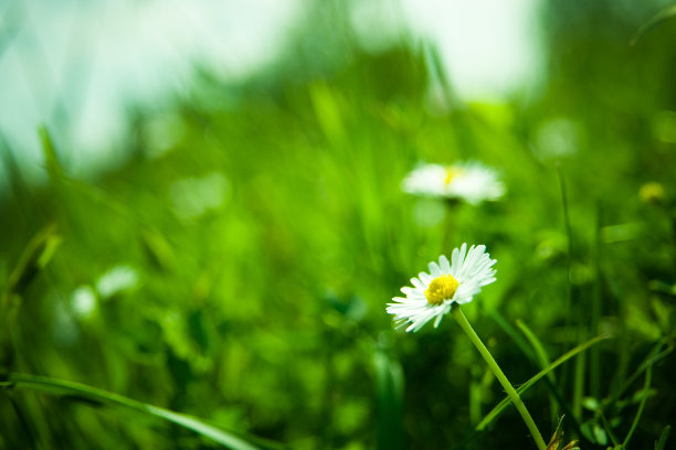 camomiles