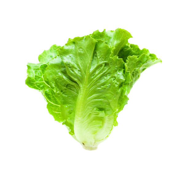 生菜