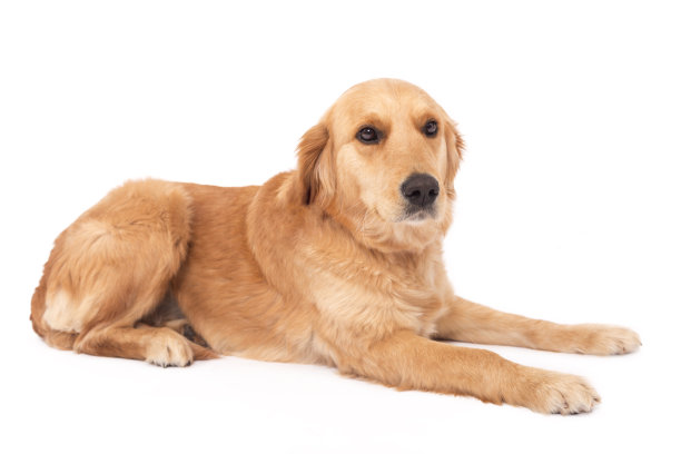 labrador