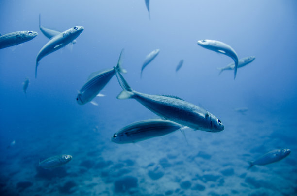 tuna