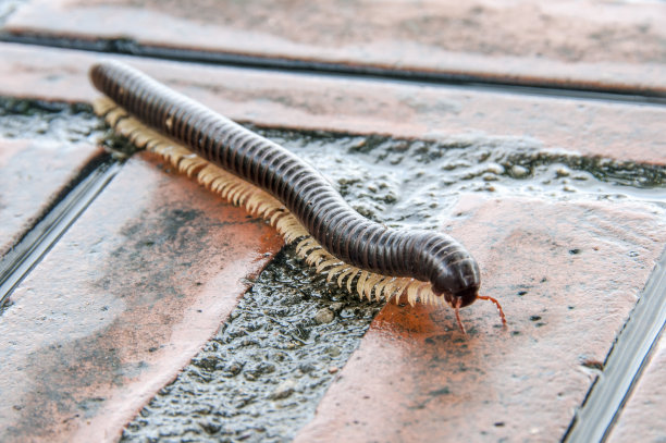 millipede
