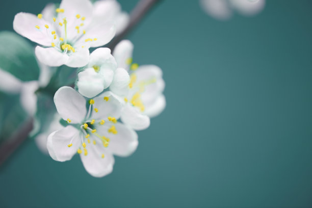 微距花卉摄影