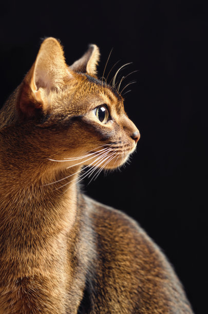abyssinian猫