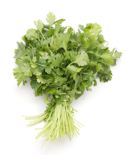 cilantro