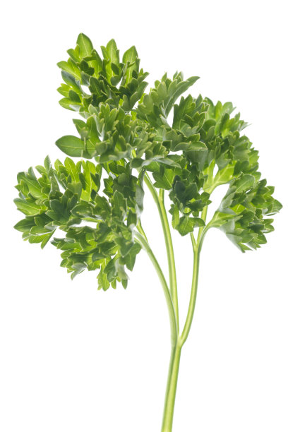 parsley