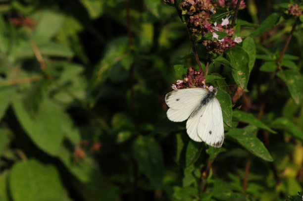 pieris