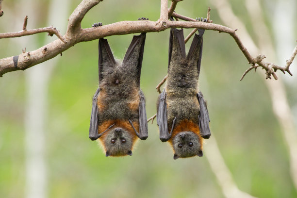bat