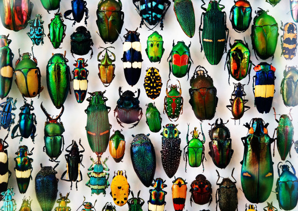 entomology