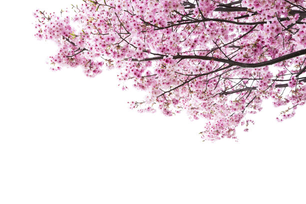 高清樱花树