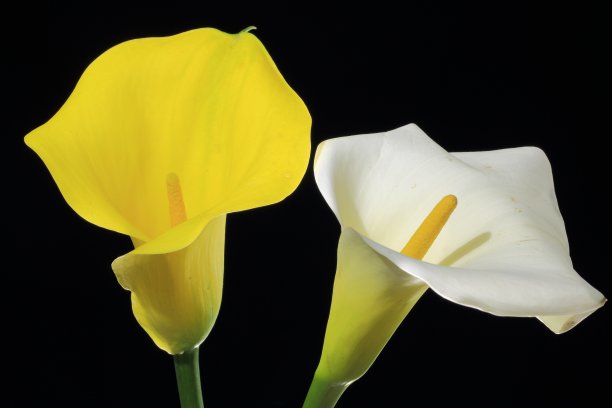 zantedeschia