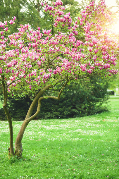 玉兰花开