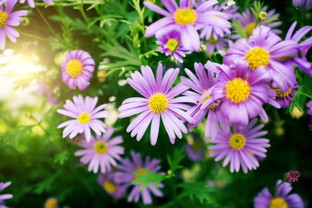 camomiles