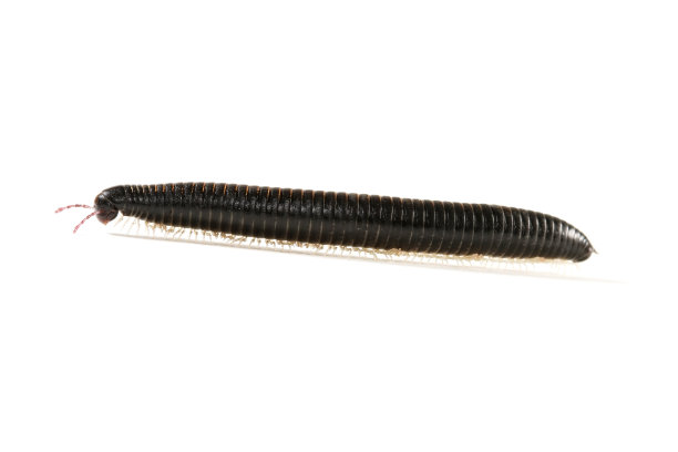 millipede