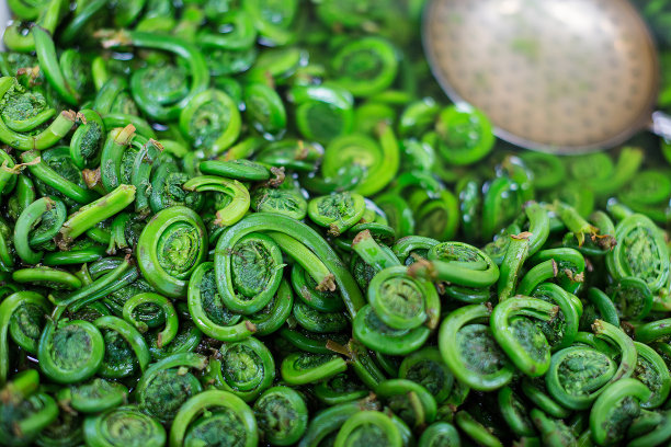 fiddlehead