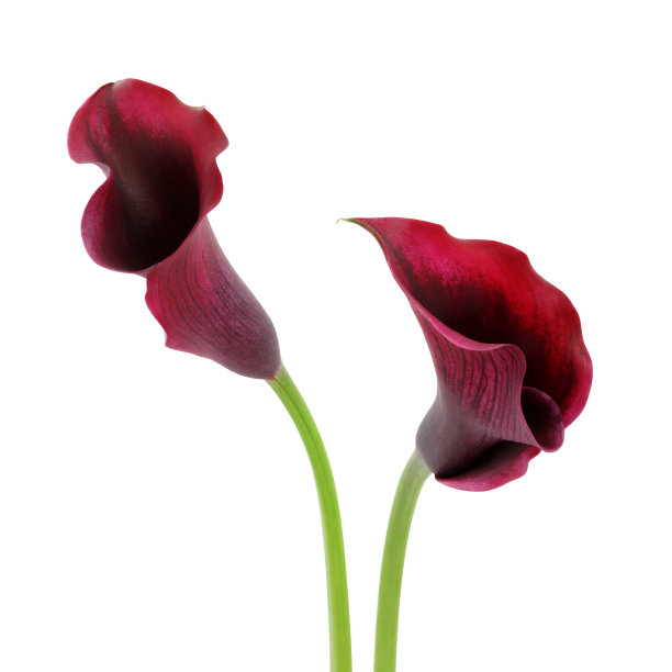 zantedeschia