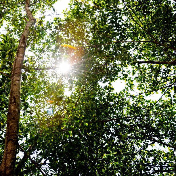 山林绿植背景热带雨林