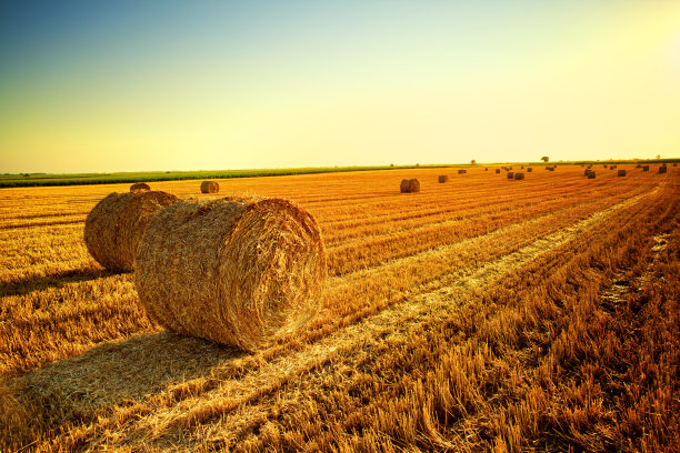 triticum