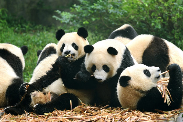 panda