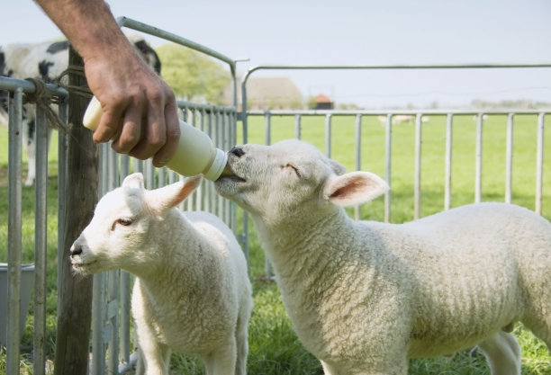 sheep