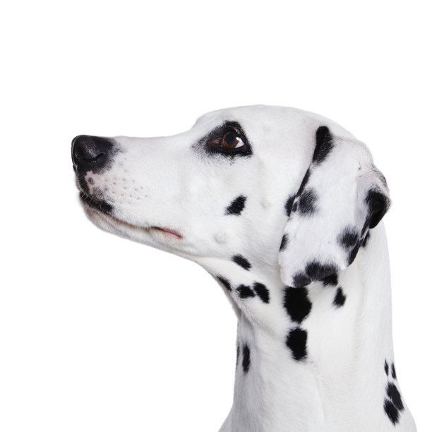 dalmatian