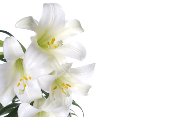 lily