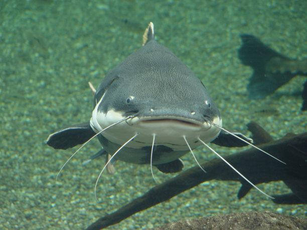 catfish