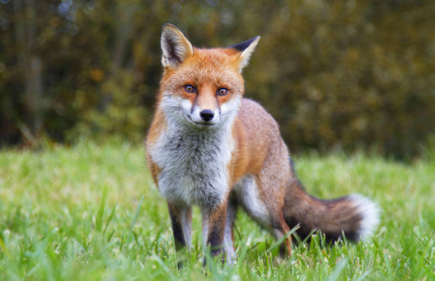 fox
