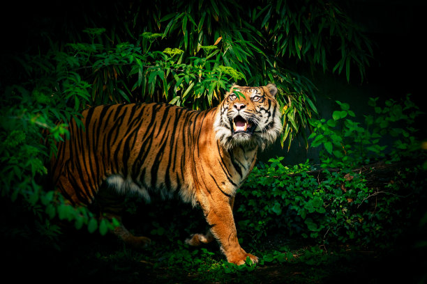 tiger