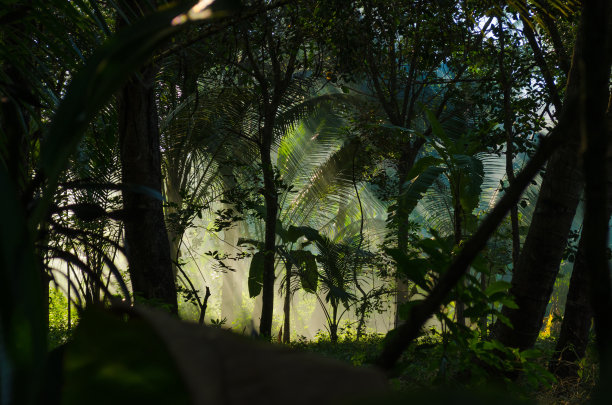jungle