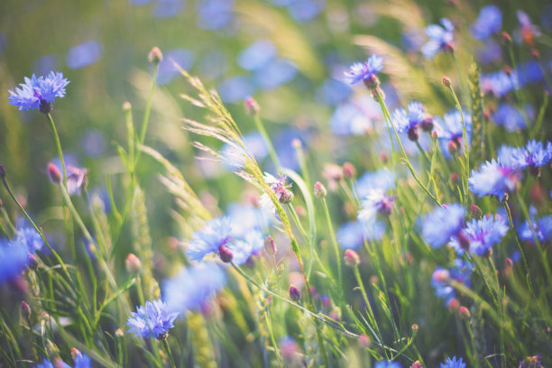 wildflower
