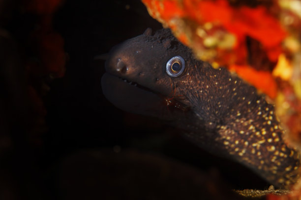 moray