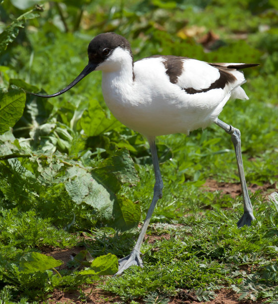 avocet
