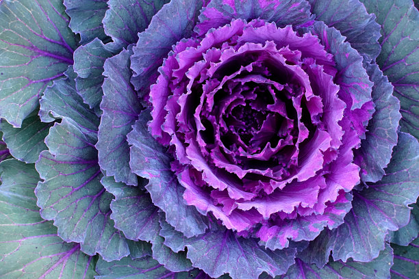 紫色白菜