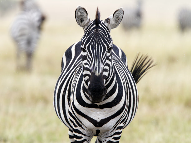 zebra