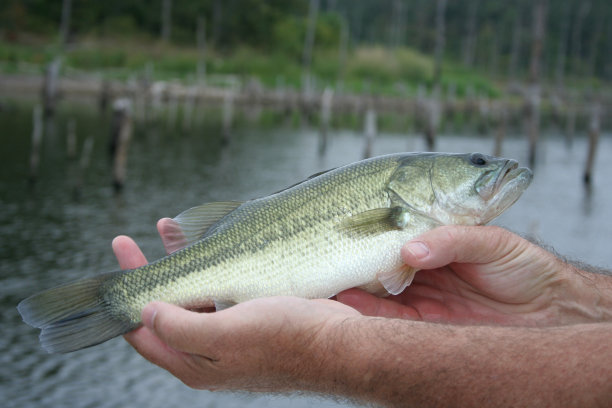rockfish