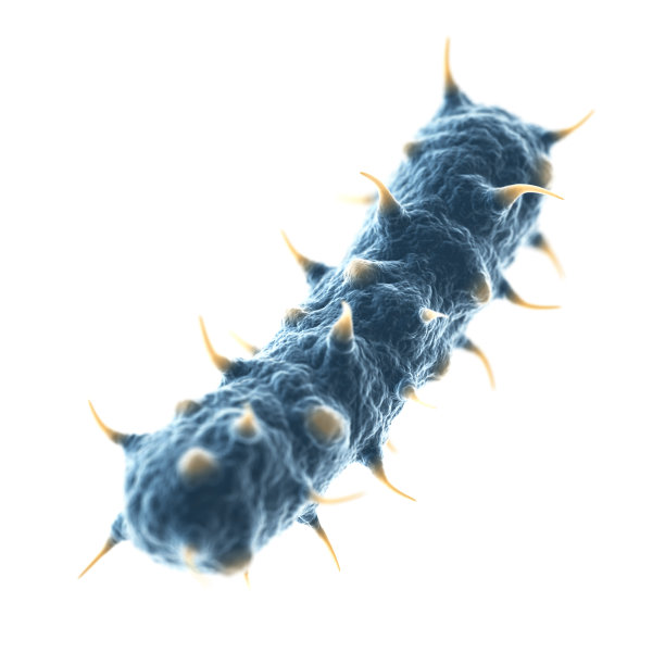 bacteria