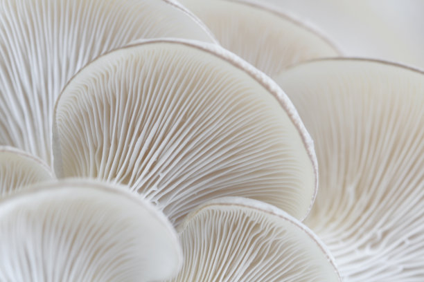 toadstool