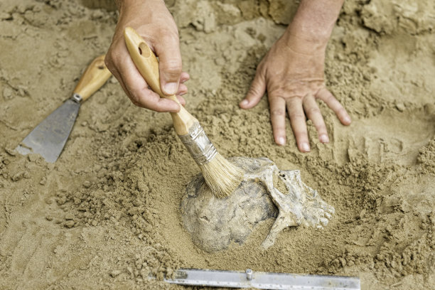 古人类骨骼化石
