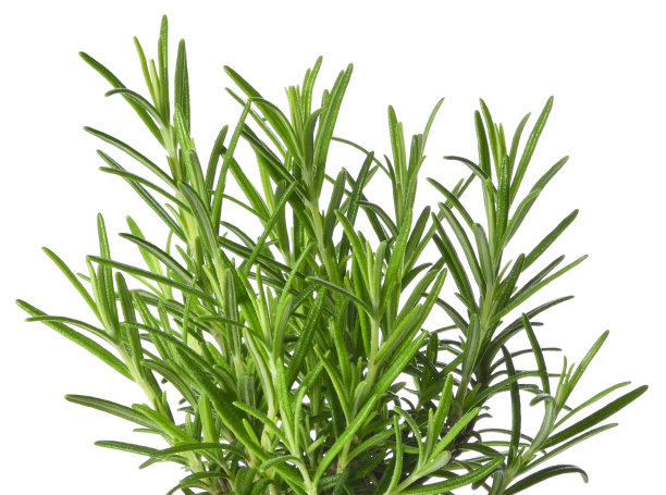 rosemary