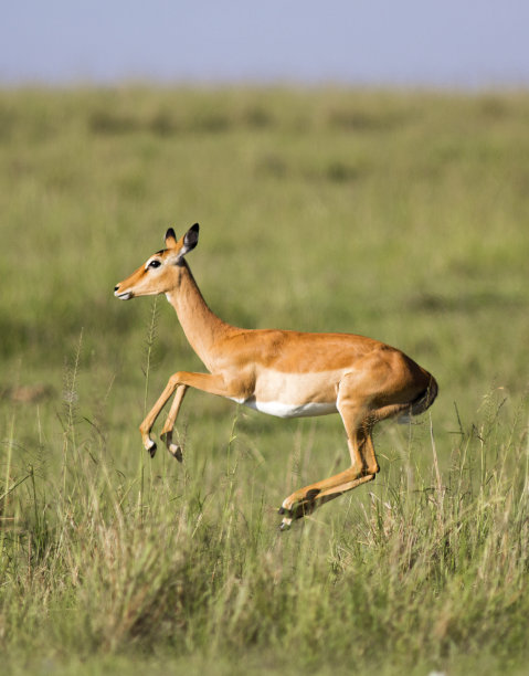 antelope