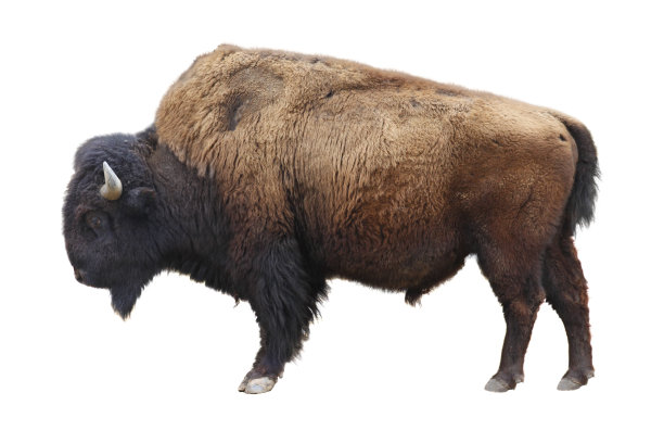 bison