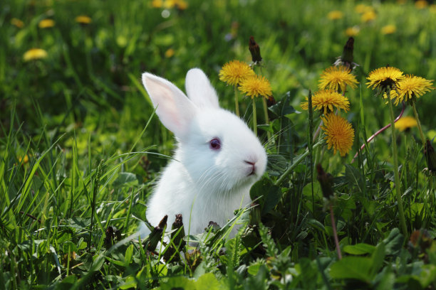 bunny