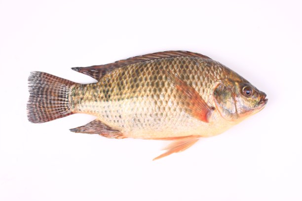 tilapia