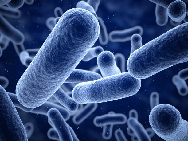 bacteria
