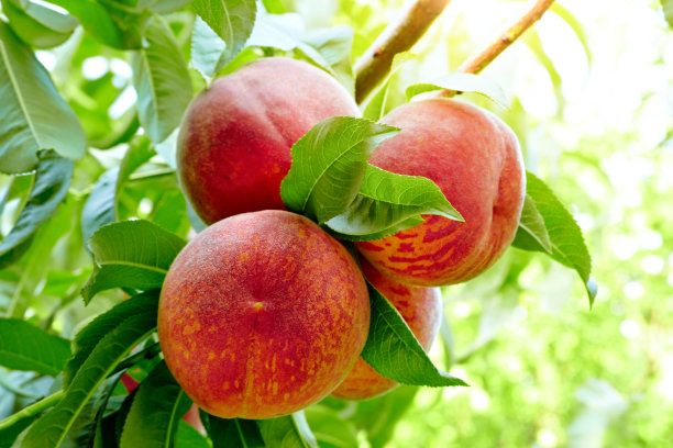 peach