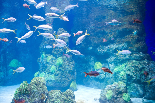 aquarium