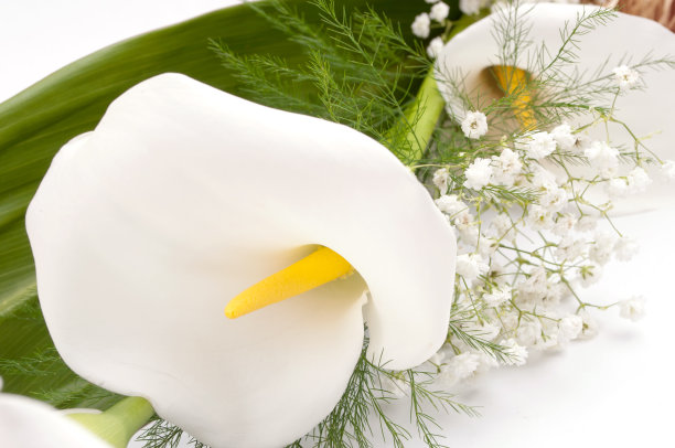 zantedeschia