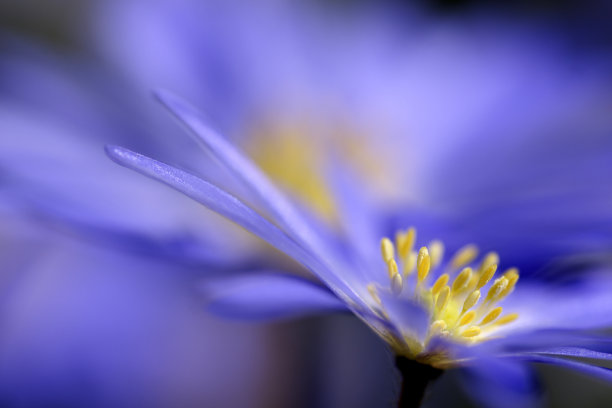 anemone