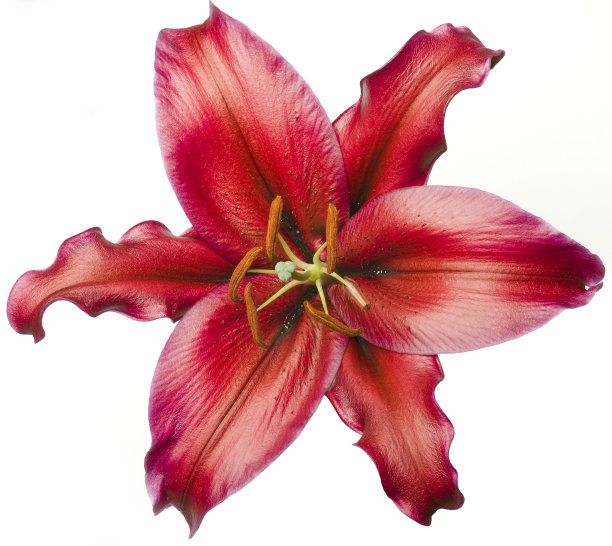 lilium