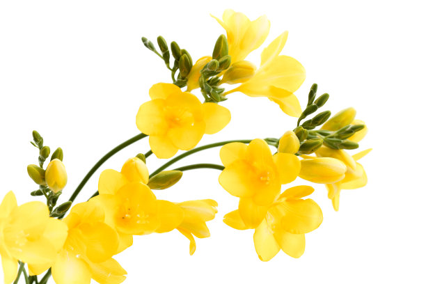 freesia